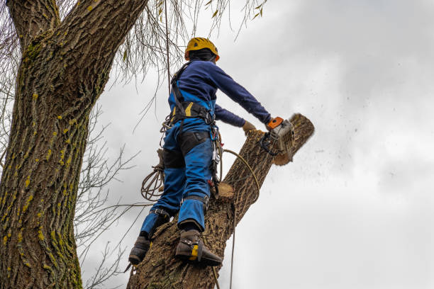 Reliable Mountain View, HI Tree Care  Solutions